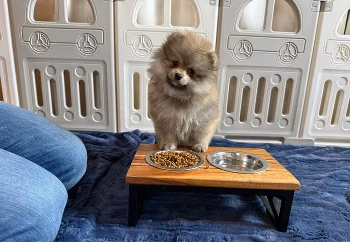 Preciosos cachorros Pomerania - Imagen 2