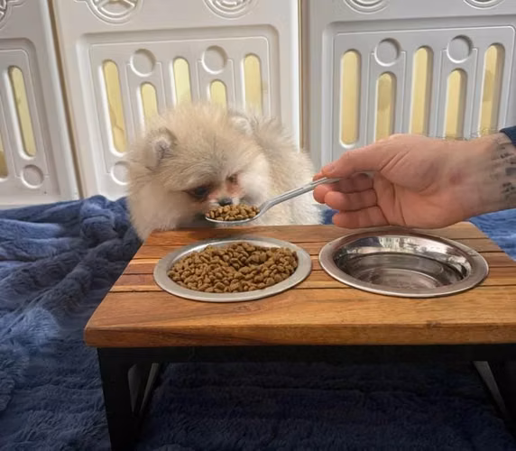 Preciosos cachorros Pomerania - Imagen 7