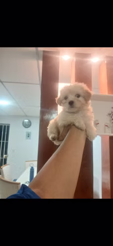 MALTIPOO MINI TOY HEMBRA 