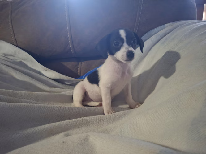 Chihuahua hembra - Imagen 7