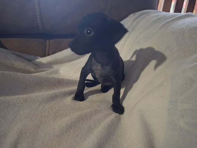 Chihuahua  - Imagen 3