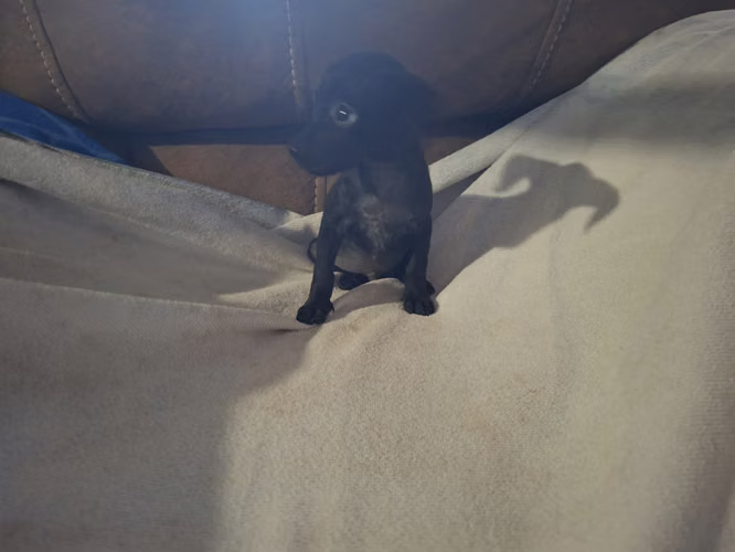Chihuahua  - Imagen 5