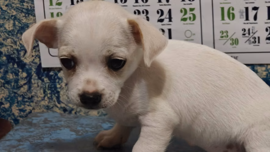 Perrito Chihuahua 