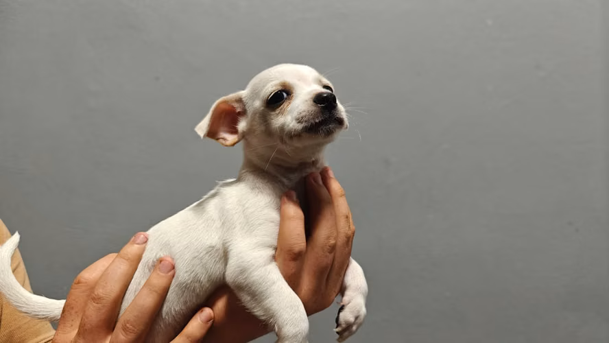 Perrito Chihuahua 