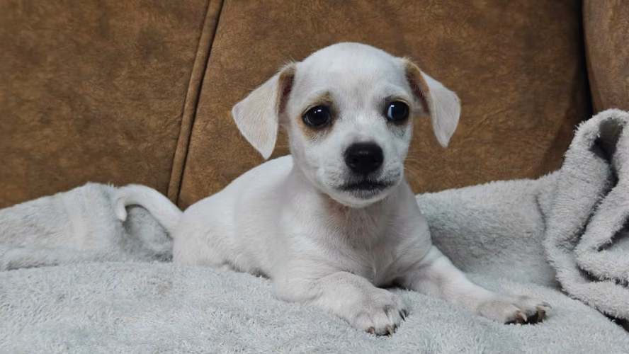 Perrito Chihuahua 