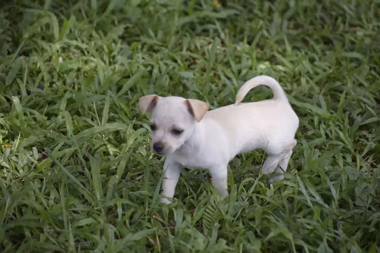 Perrito Chihuahua 