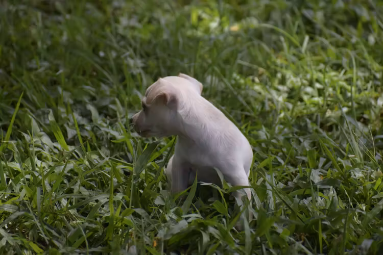Perrito Chihuahua 