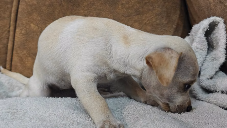 Perrita Chihuahua  - Imagen 4