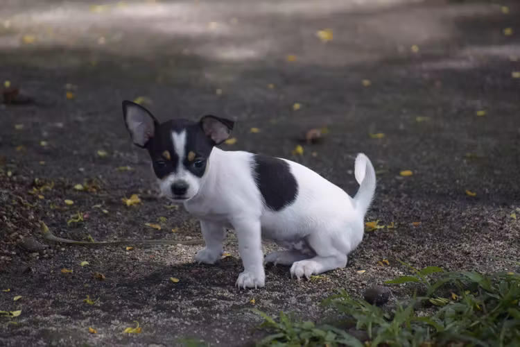 Perrita Chihuahua 