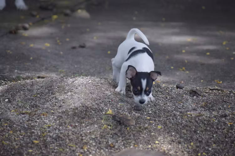 Perrita Chihuahua 