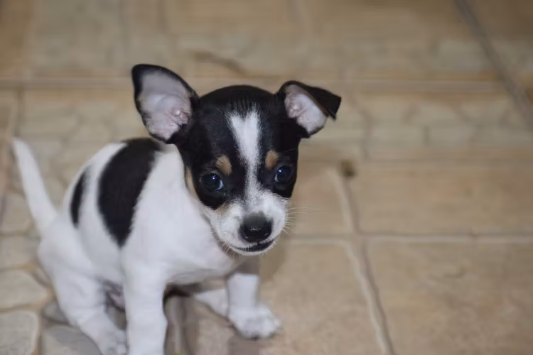 Perrita Chihuahua 