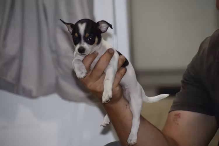 Perrita Chihuahua 