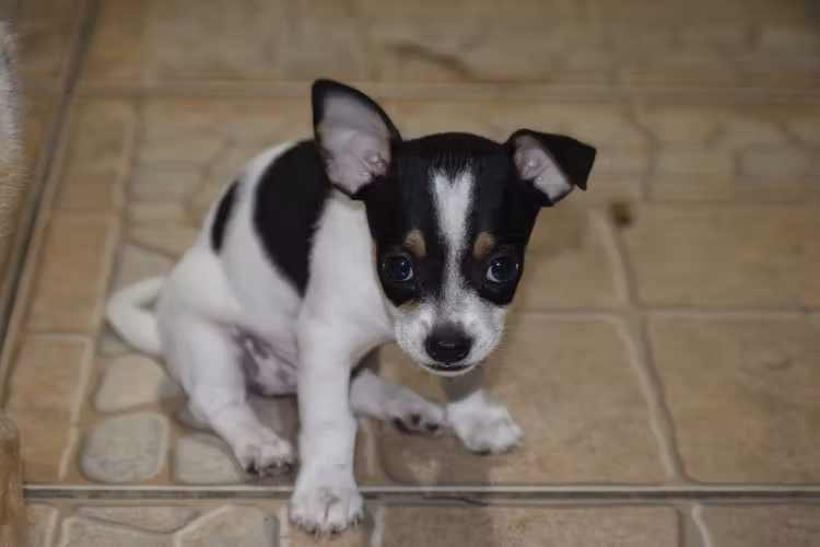 Perrita Chihuahua 