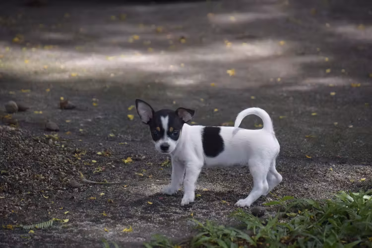 Perrita Chihuahua 