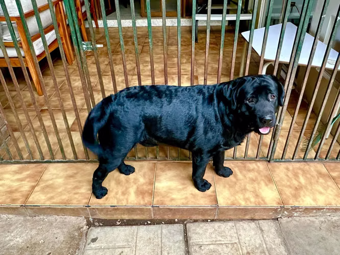 Lindos Cachorros de Labrador Retriever con Pedigree azul