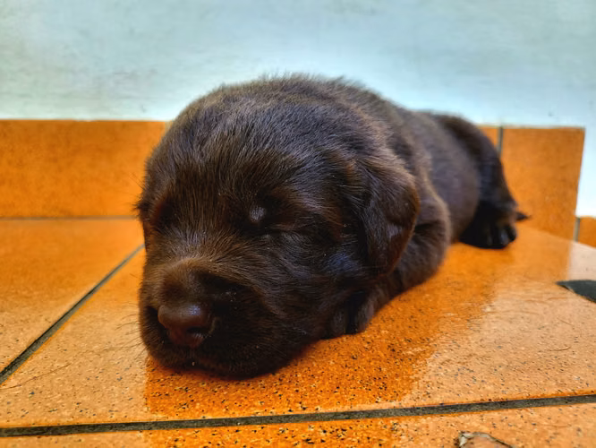 Lindos Cachorros de Labrador Retriever con Pedigree azul