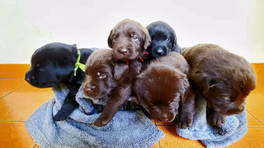 Lindos Cachorros de Labrador Retriever con Pedigree azul