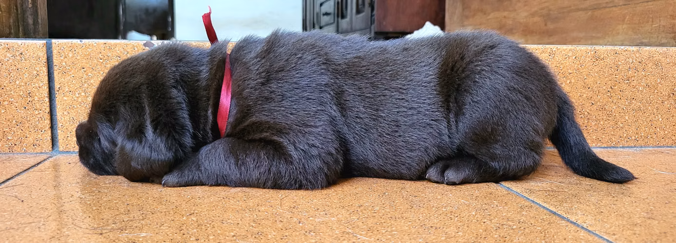 Lindos Cachorros de Labrador Retriever con Pedigree azul