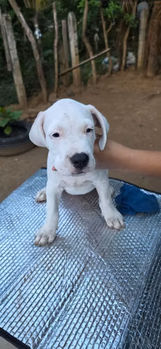 Dogo argentino  - Imagen 2