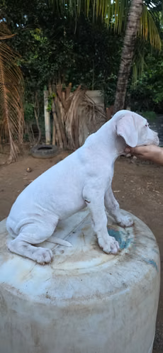 Dogo argentino  - Imagen 1