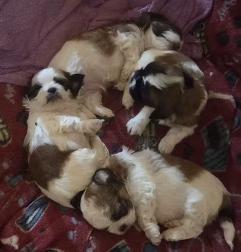 Cachorros de Shih Tzu en venta - Imagen 2