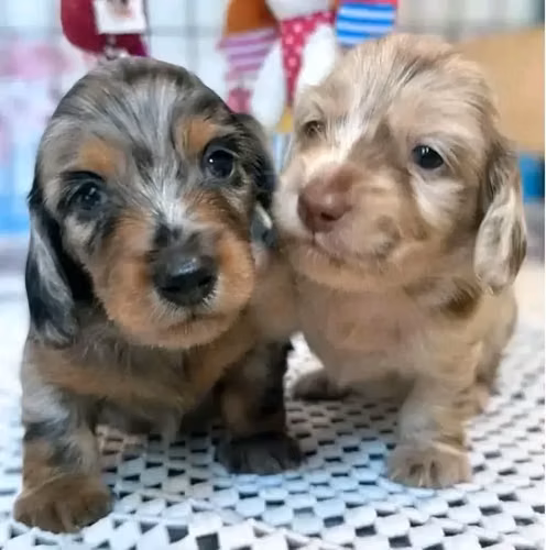 Cachorros machos y hembras en venta - Imagen 2