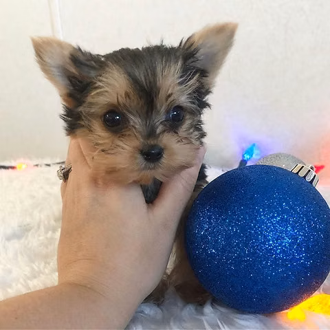 Un niño pequeño muy lindo. - Imagen 3