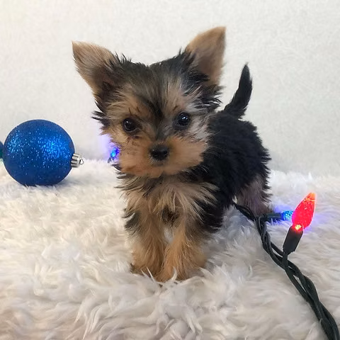 Un niño pequeño muy lindo. - Imagen 2