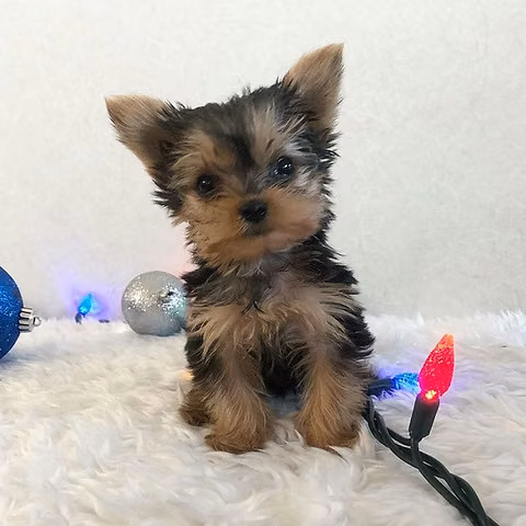 Un niño pequeño muy lindo. - Imagen 1