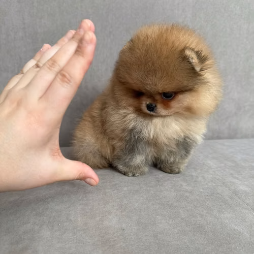 Cachorros de pomerania