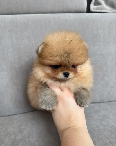 Cachorros de pomerania