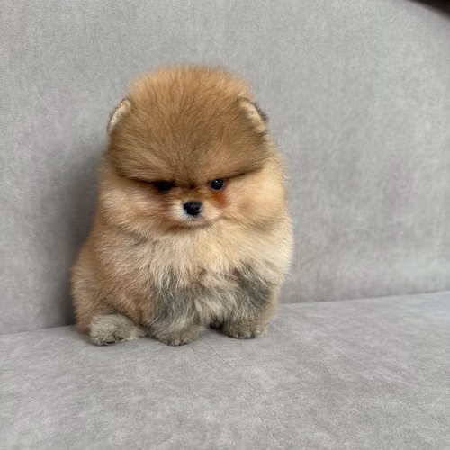 Cachorros de pomerania