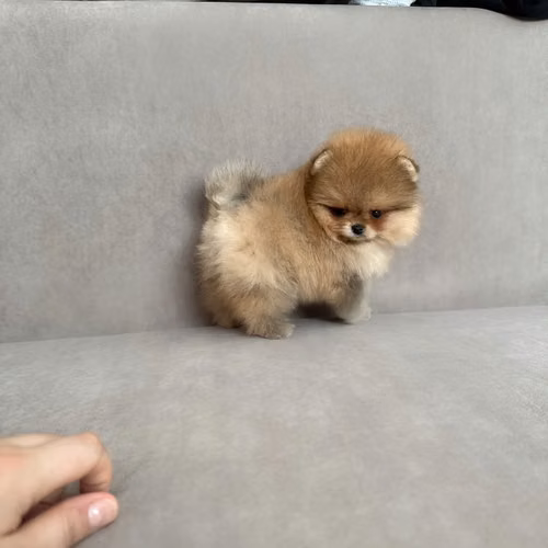 Cachorros de pomerania