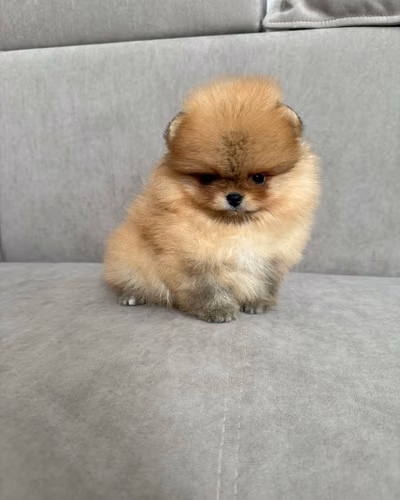 Cachorros de pomerania
