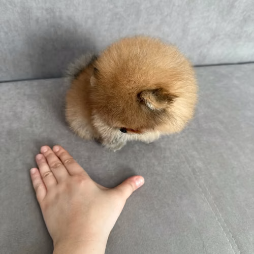 Cachorros de pomerania