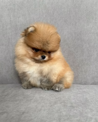 Cachorros de pomerania