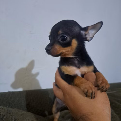 Chihuahua cabeza de manzana 