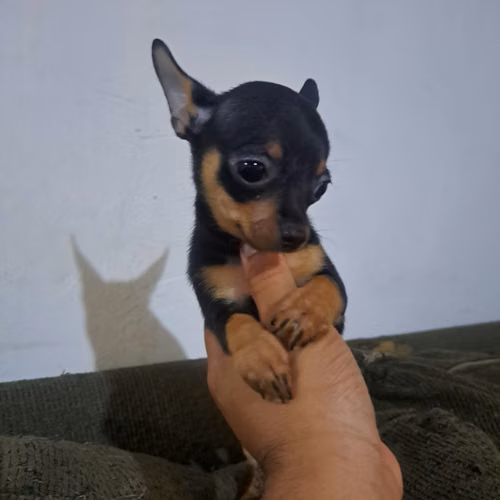 Chihuahua cabeza de manzana  - Imagen 2