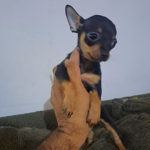 Chihuahua cabeza de manzana  - Imagen 3