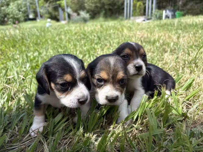 Beagle tricolor 