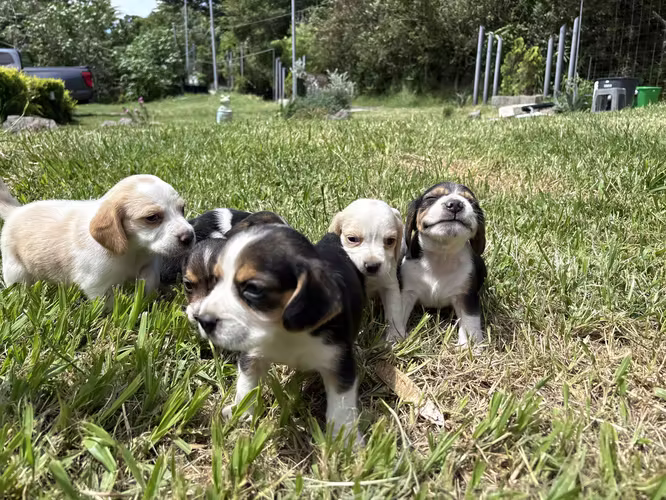 Beagle tricolor 