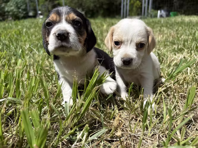 Beagle tricolor 