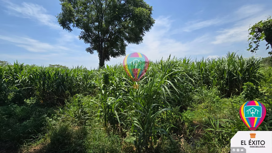 VENDO HACIENDA DE 70 MANZANAS EN SONSONATE CUENTA CON CUNETA DE RIEGO