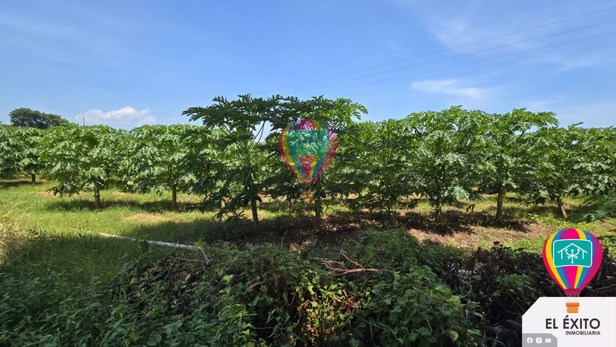 VENDO HACIENDA DE 70 MANZANAS EN SONSONATE CUENTA CON CUNETA DE RIEGO