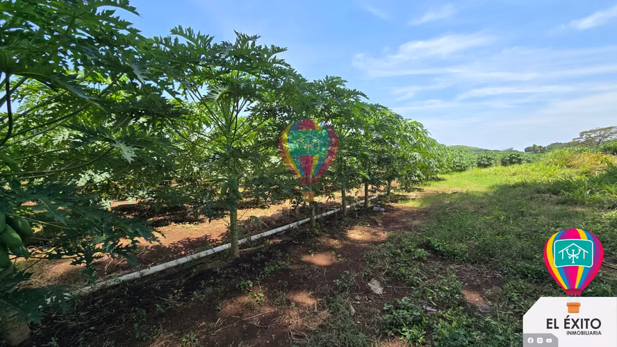 VENDO HACIENDA DE 70 MANZANAS EN SONSONATE CUENTA CON CUNETA DE RIEGO