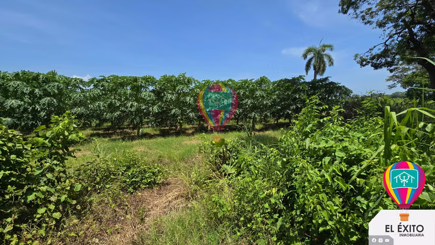 VENDO HACIENDA DE 70 MANZANAS EN SONSONATE CUENTA CON CUNETA DE RIEGO
