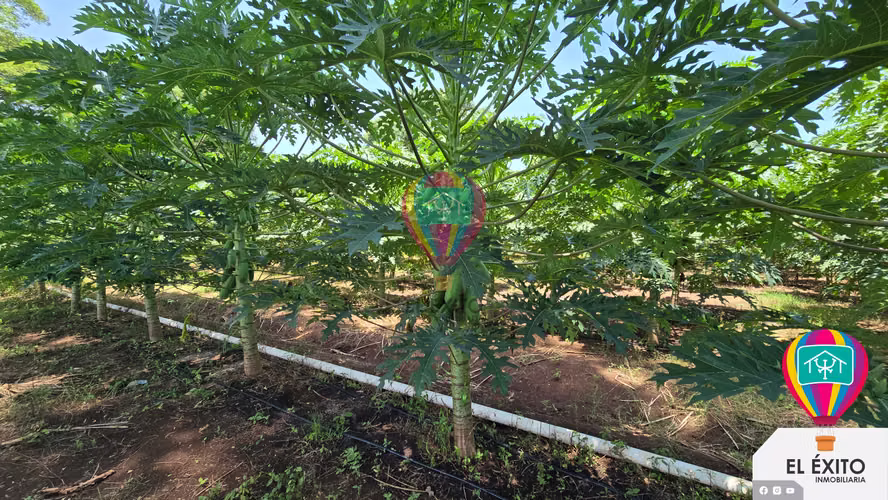 VENDO HACIENDA DE 70 MANZANAS EN SONSONATE CUENTA CON CUNETA DE RIEGO