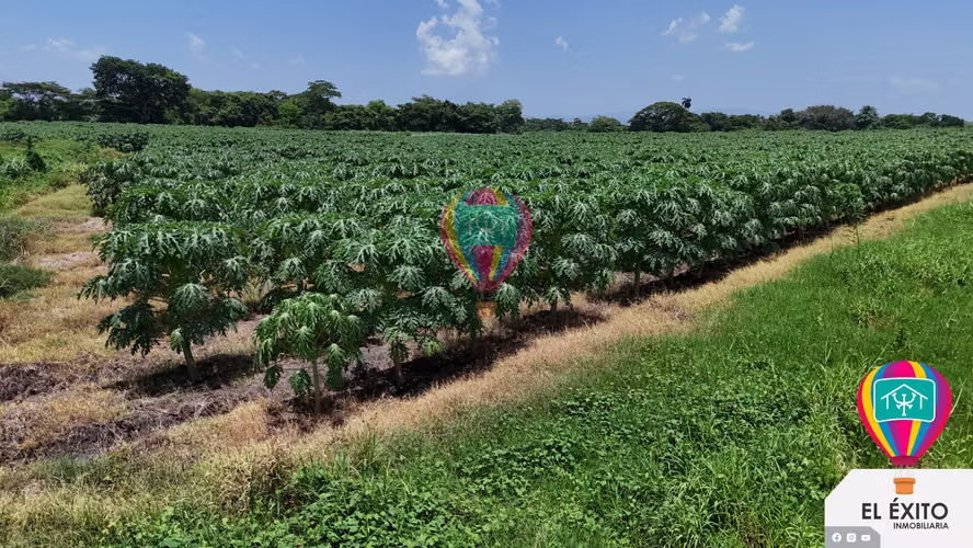 VENDO HACIENDA DE 70 MANZANAS EN SONSONATE CUENTA CON CUNETA DE RIEGO