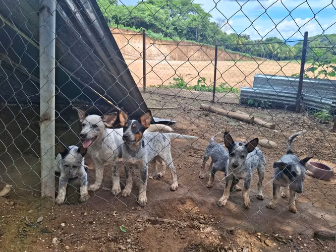  ¡Cachorros Pastor Ganadero Australiano en venta! 