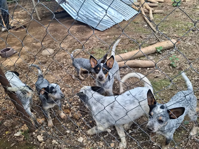  ¡Cachorros Pastor Ganadero Australiano en venta! 